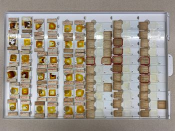 Media type: image; Invertebrate Zoology 172196 shows cataloged_item 172197 shows cataloged_item 172198 shows cataloged_item 172199 shows cataloged_item 172200 shows cataloged_item 172201 shows cataloged_item 172202 shows cataloged_item 172203 shows cataloged_item 172205 shows cataloged_item 172206 shows cataloged_item 172207 shows cataloged_item 172208 shows cataloged_item 172211 shows cataloged_item 172212 shows cataloged_item 172213 shows cataloged_item 172214 shows cataloged_item 172225 shows cataloged_item 172226 shows cataloged_item 172227 shows cataloged_item 172228 shows cataloged_item 172232 shows cataloged_item 172233 shows cataloged_item 172234 shows cataloged_item 172235 shows cataloged_item 172236 shows cataloged_item 172237 shows cataloged_item 172238 shows cataloged_item 172239 shows cataloged_item HOL-1019 shows cataloged_item HOL-1029 shows cataloged_item HOL-1030 shows cataloged_item HOL-1097 shows cataloged_item HOL-1172 shows cataloged_item 172195 shows cataloged_item 172215 shows cataloged_item 172216 shows cataloged_item 172217 shows cataloged_item 172218 shows cataloged_item 172219 shows cataloged_item 172220 shows cataloged_item 172221 shows cataloged_item 172222 shows cataloged_item 172223 shows cataloged_item 172224 shows cataloged_item 172240 shows cataloged_item 172241 shows cataloged_item 172242 shows cataloged_item 172243 shows cataloged_item 172244 shows cataloged_item HOL-575 shows cataloged_item HOL-648 shows cataloged_item HOL-677 shows cataloged_item HOL-867 shows cataloged_item HOL-871 shows cataloged_item HOL-872 shows cataloged_item HOL-876 shows cataloged_item HOL-878 shows cataloged_item HOL-881 shows cataloged_item HOL-915 Description: image of IZ microscope slides in tray 2;